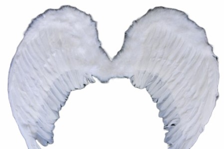 Angel wing 80x60cm